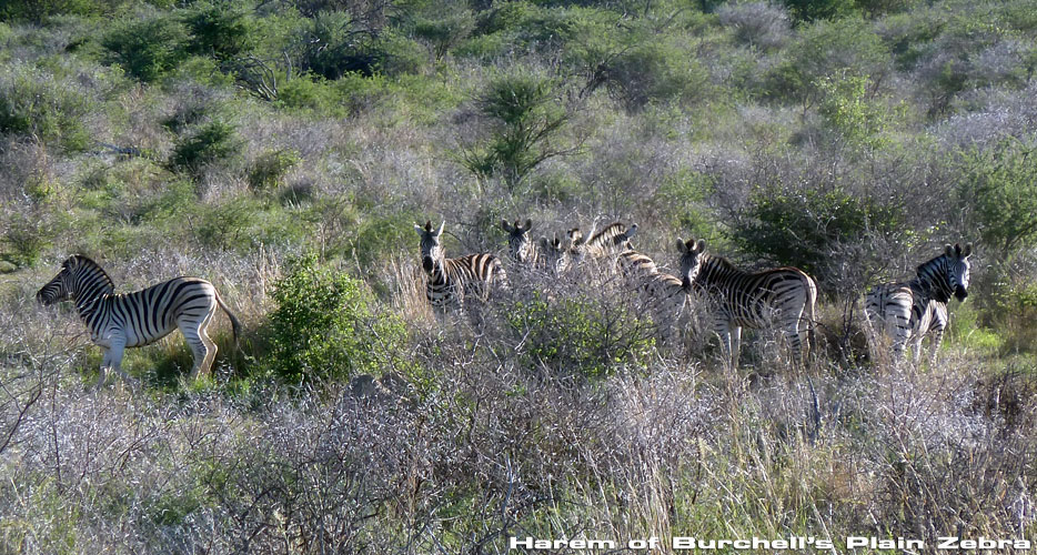 Africa Hunting Namibia