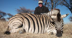 Hunting Africa Burchell's Plain Zebra
