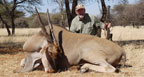 Hunting Africa Cape Eland
