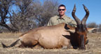 Hunting Africa Red Hartebeest