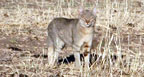 Hunting Africa African Wildcat