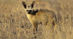 Hunting Africa Bat-Eared Fox