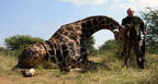 Hunting Africa Giraffe