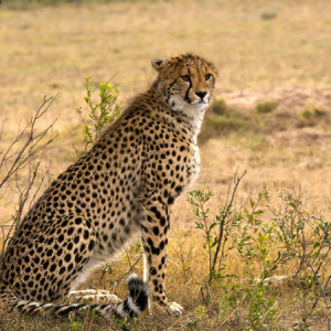 Cheetah Hunting