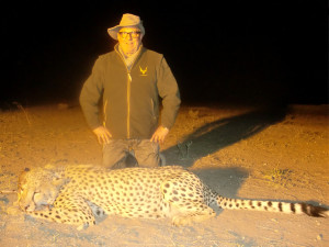 Hunting Cheetah